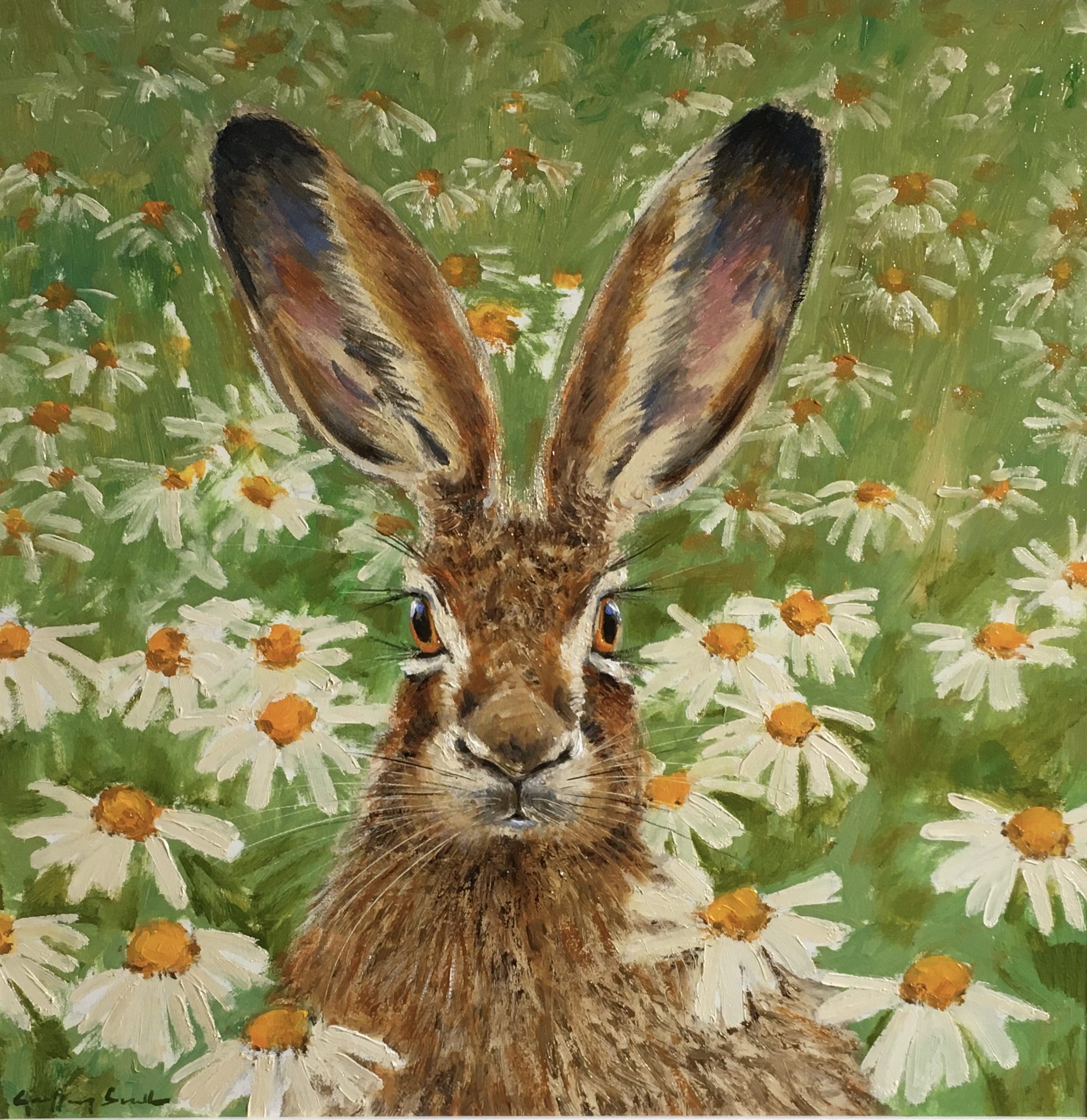 Hare daisies